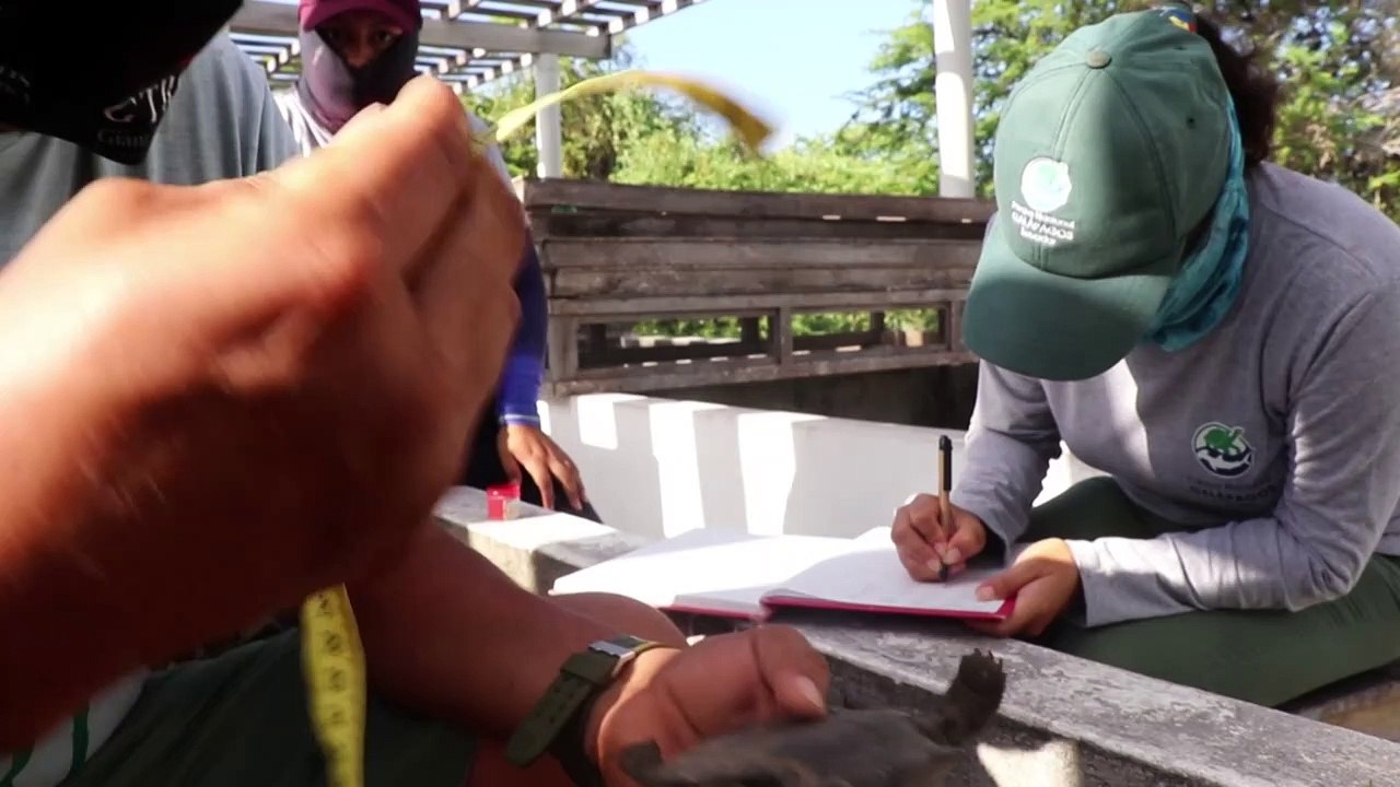 Un policía detenido por tráfico de 185 crías de tortuga gigante de Galápagos