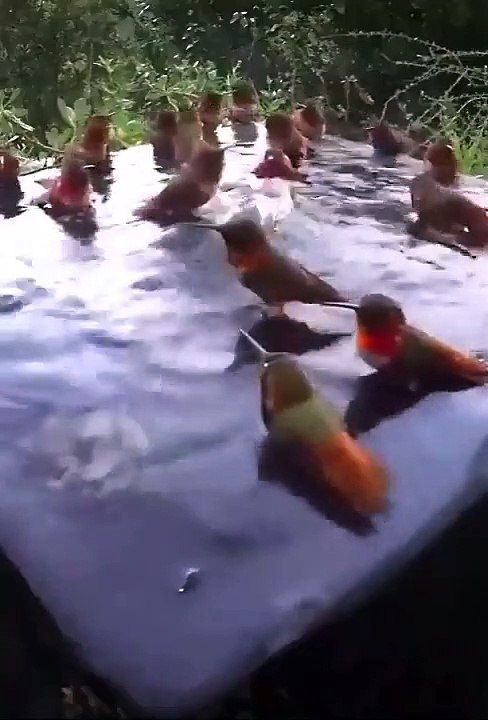 Hummingbird shower, bathing Time for hummingbirds