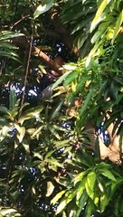 Unggoy sa puno ng Mangga
