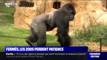 Fermés depuis 7 mois, les zoos demandent au gouvernement la réouverture des sites de plein air