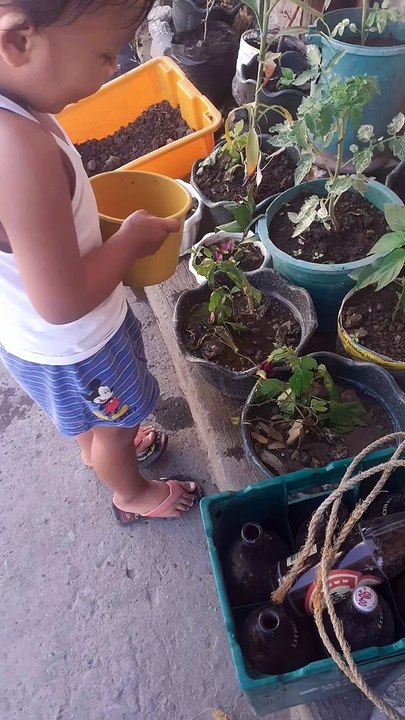 plantito