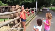 Funny Animals Videos | Funny Girl Video 2020 | Funny girl Fails | funny zoo Animals