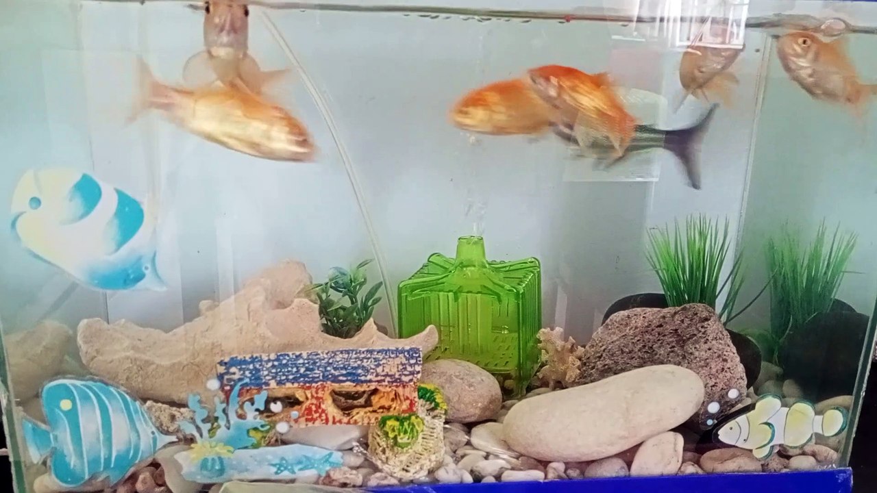 fishda