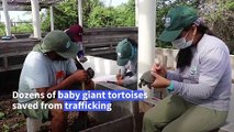 Baby giant tortoises in Galapagos park after trafficking attempt foiled