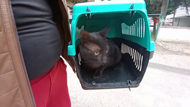 Beşinci kattan düşen kedisi kurtarıldı, gözyaşlarına boğuldu