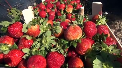 Silifke’de açıkta çilek hasadı başladı