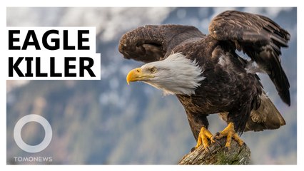 Mystery Behind Strange Disease Killing Bald Eagles Unraveled