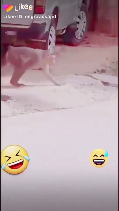 New Funny Videos 2021