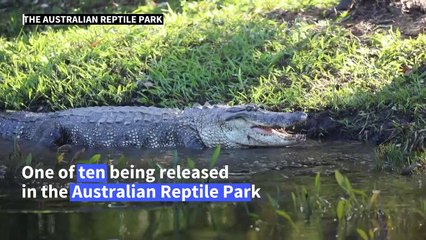 Snapper's delight: Hip hop gators make a splash in Australia