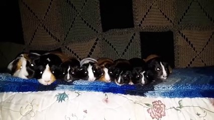 CAVIA PORCELLUS TURMERIC PARSLEY RJ TRIXIE CLOVER IRIS MARY CJ 20200319_154111