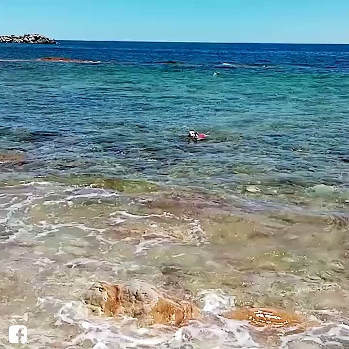 Ce chien n'est pas comme les autres ! Voici Max, le chien sauveteur en mer !