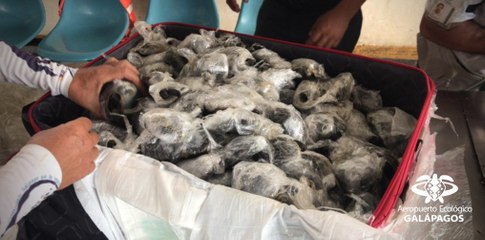 Aéroport des Galapagos : ils découvrent une valise contenant 185 tortues...