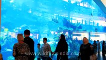 Dubai Aquarium and underwater zoo at Dubai Mall