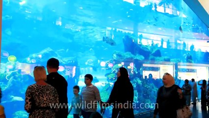 Dubai Aquarium and underwater zoo at Dubai Mall