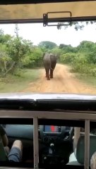 Elephant chasing