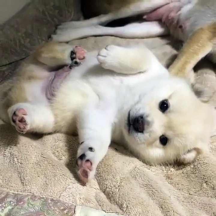 Cutie
