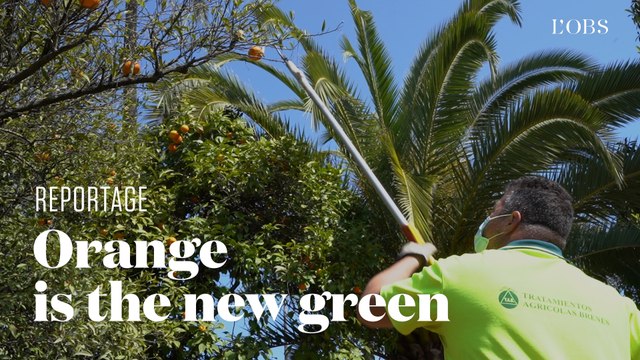 Comment l’Espagne réussit à produire de l’électricité avec ses oranges