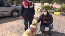 Son dakika haberleri! İZMİR Jandarmanın köpekleri eğitimde