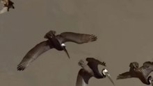 Falcão-Peregrino, Superbird E Super Mãe // Leopardo Atrevido E Destemido