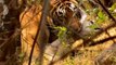 Tigre em Excelente Caçada A Antílopes // Leopardo Mata Para Comer, Mas O Que Segue É Surpreendente