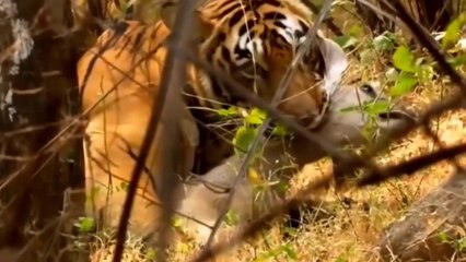 Tigre em Excelente Caçada A Antílopes // Leopardo Mata Para Comer, Mas O Que Segue É Surpreendente
