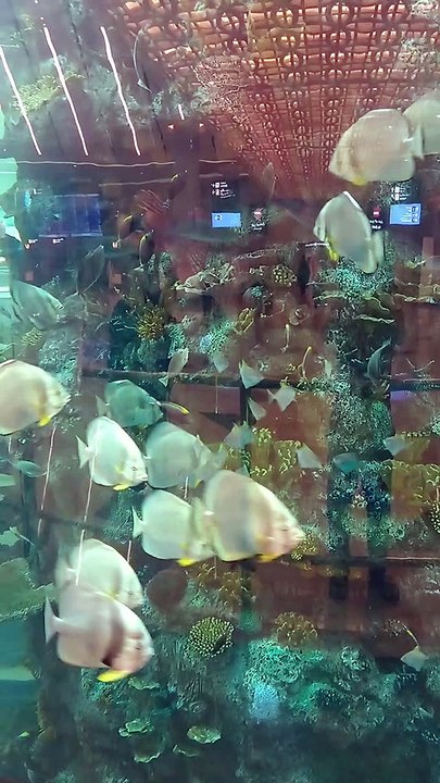 largest aquarium