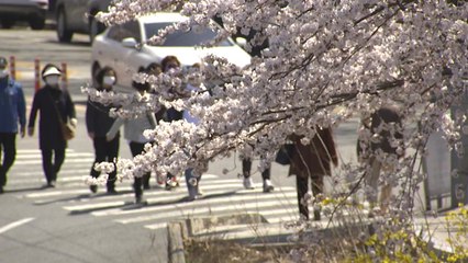 "통제 전에 가야지"...벚꽃 핀 여의도에 인파 '가득' / YTN