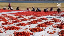 Elazığ'ın kurutulmuş domatesi Avrupa mutfağında