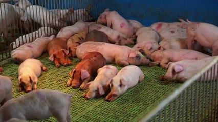 [경기] 축산농가 악취 잡는 천연 미생물 / YTN