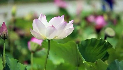 Lotus Dancing  | Nature with Music#5