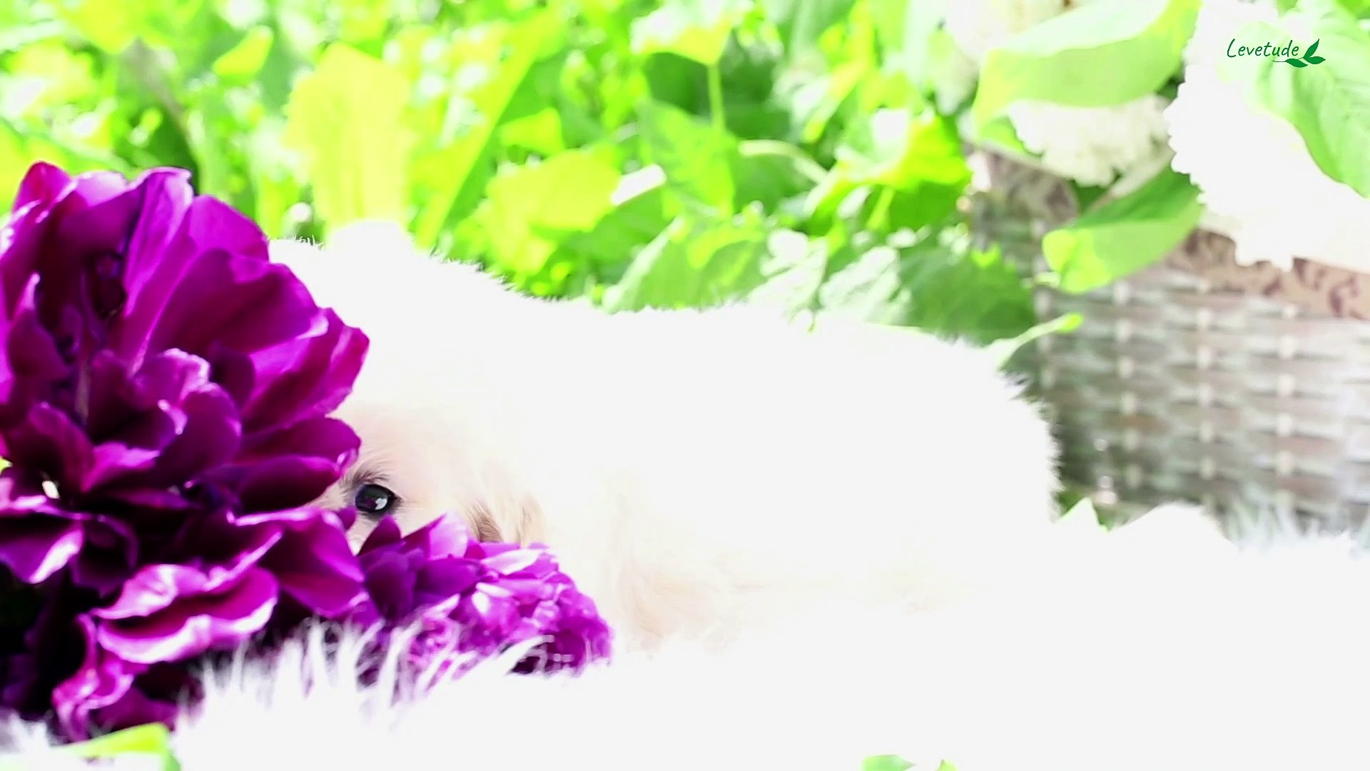 ⁣Pets  - Calm Relaxing Music for sleep