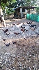 runner na manok