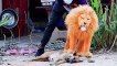 Troll Prank Dog Funny _ fake Lion and Fake Tiger Prank To dog _Huge Box Prank to dog _ Ep53_Tro