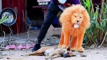 Troll Prank Dog Funny _ fake Lion and Fake Tiger Prank To dog _Huge Box Prank to dog _ Ep53_Tro