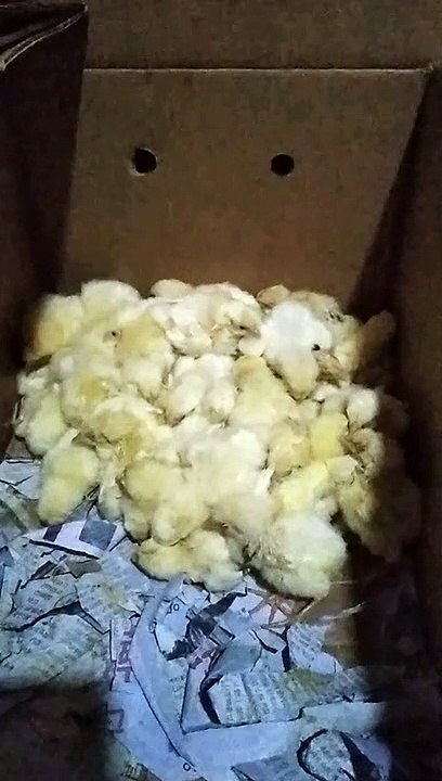 chicks