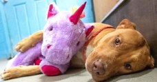 Un chien tente de voler cinq fois une peluche rose en forme de licorne avant qu'un chenil la lui achète