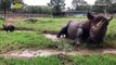 Muddy Madness! Check Out This Cute Footage of a Black Rhino Calf & Mom Playing in the Mud!