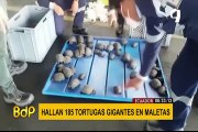 Ecuador: hallan 185 crías de tortugas gigantes en una maleta