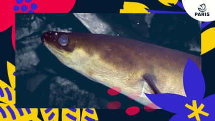 Brèves de nature sauvage à Paris : l'anguille