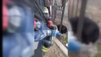 Son dakika haberi | Kapıya sıkışan köpeği itfaiye ekipleri kurtardı