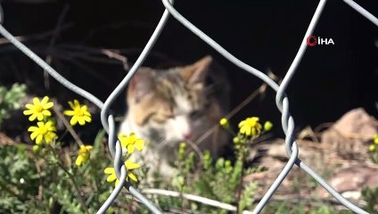 - Tel örgülerde mahsur kalan kedi kurtarıldı
