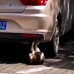 Mekik çeken kedi