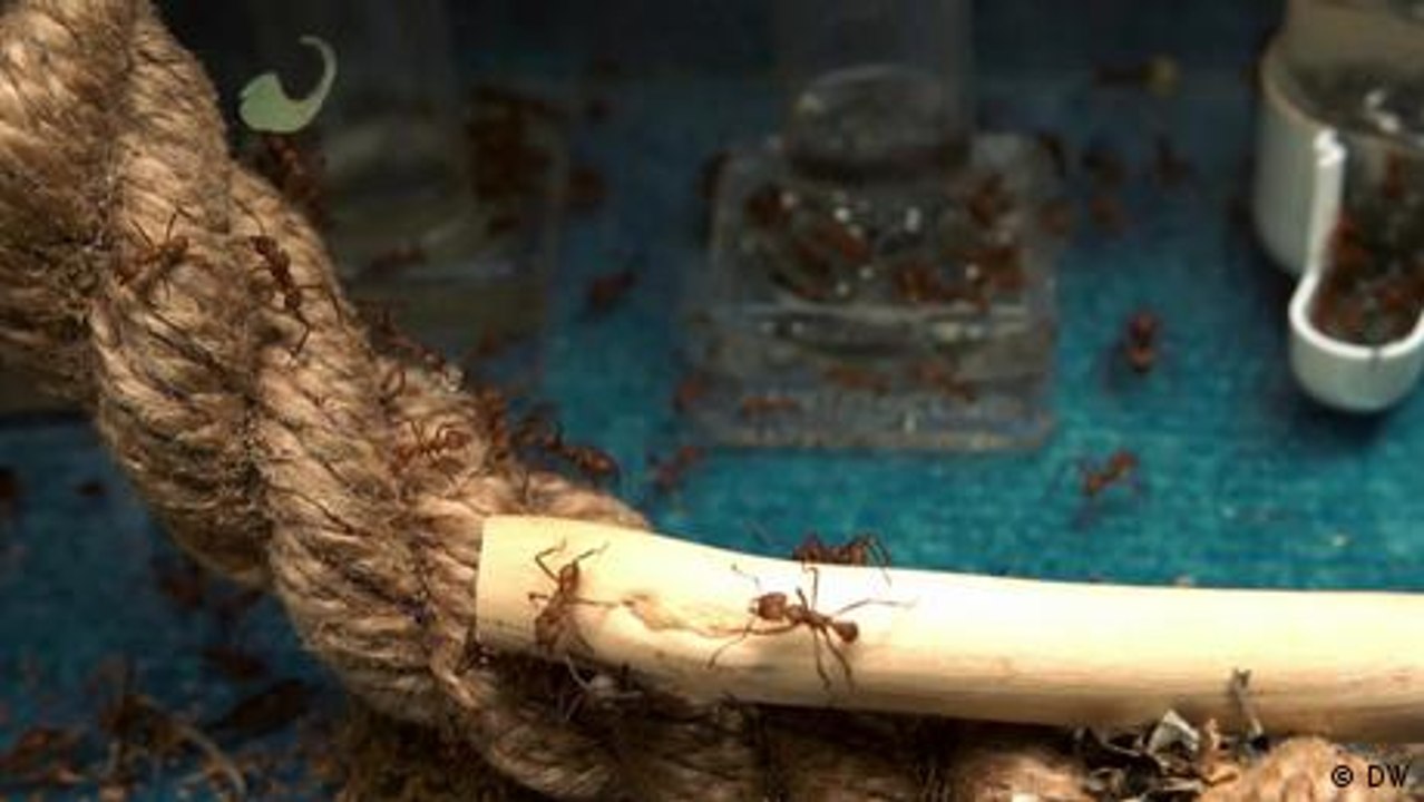 Kostenfaktor Stau - was wir von den Ameisen lernen können