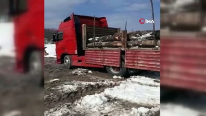 Tır şoförü, kar yağışında aç kalan tilkiyi bisküvi ile besledi
