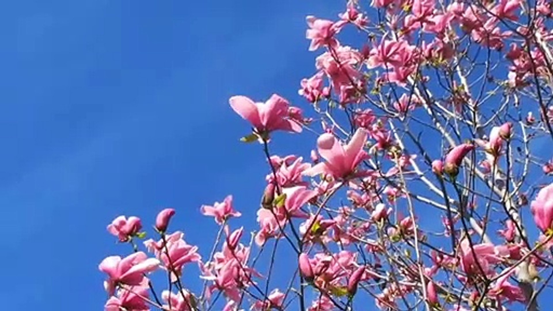 Beautyful nature video / Relaxing music / Stress relief meditation music / ST Music / Studying music