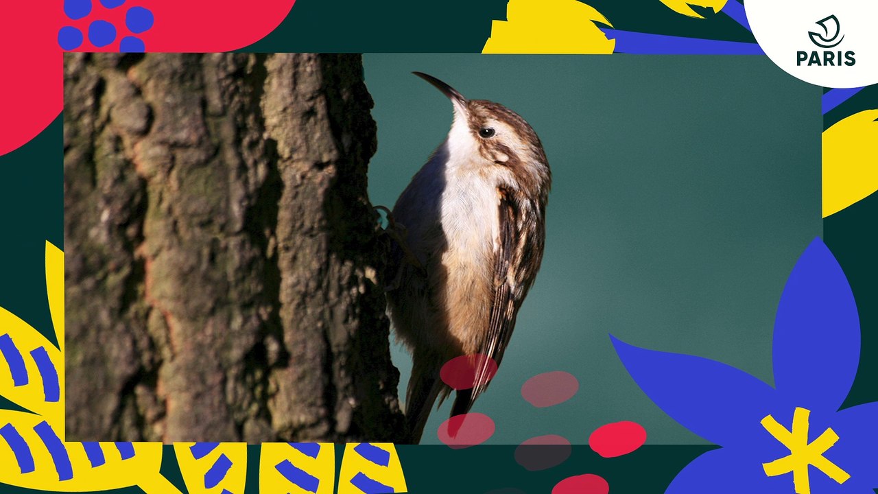 Brèves de nature sauvage à Paris : le grimpereau des jardins