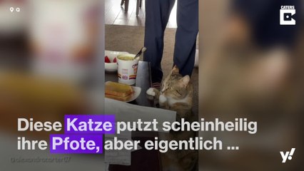 Diese Katze putzt sich nur ihre Pfote ... oder doch nicht?!