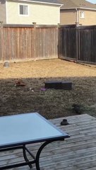 Baby Foxes in the Back