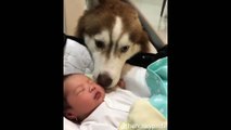 The Husky Dog Cuddling Baby...Dog Caring Baby