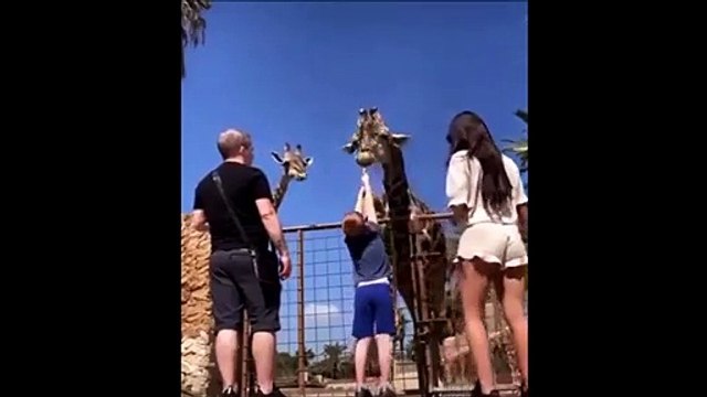Quand tu donnes à manger à une giraffe il faut lâcher la nourriture...